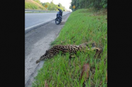 Jaguar fue arrollado en Santander