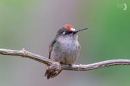 The Big Year Colombia - Birds Colombia