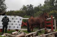 Policía recuperó caballo robado en Murillo