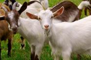Familias acevedunas beneficiadas por la DPS en alimentos y animales de granja