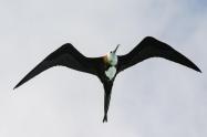 Las fragatas son aves marinas con largas alas de color negro y un tamaño que puede alcanzar los 114 centímetros. 