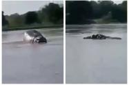 Hipopótamo en el río Magdalena