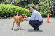 perros pueden salir CAPA Ibagué 