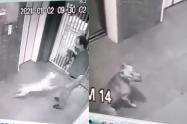 [Video] Pitbull atacó brutalmente a un perro y a su dueño 