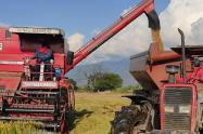 Arroz Huila