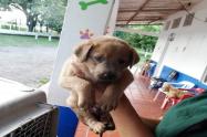 Cachorrito en Ibagué