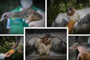 La CAM en el Huila, libera diez ejemplares de fauna silvestre