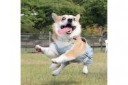 Gen, el perro de los memes