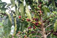 Cafetal en Risaralda
