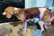 Le dieron ‘Machete’ a una perrita en Playarrica – Tolima