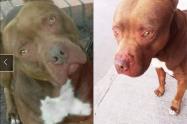 Perro al que policía le disparó