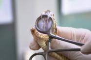Serpiente 