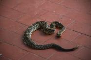 Serpiente cascabel rescatada con vida en Honda, Tolima.