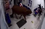 Vaca en hospital 