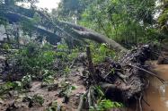 Afectaciones por lluvias en Tolima.