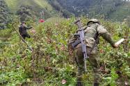 Erradicaron cultivos de amapola en Anzoátegui