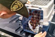 operaciones animales