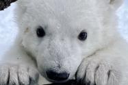 Cachorro de oso polar en Zoológico de Detroit