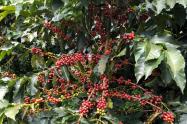 En riesgo segunda cosecha cafetera por causa de ola invernal en el Huila