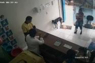 Perro entra a veterinaria 