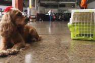 Transporte de mascotas.