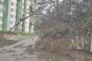 Árbol caído por lluvias en Ibagué