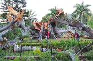 Ceiba Real