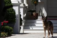 Champ, perro de Joe Biden