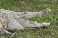 Caimán llanero. Foto: Mónica Morales (Instituto Humboldt)