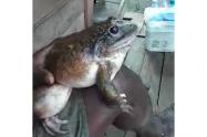 Rana del tamaño de un bebé humano