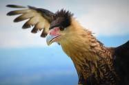 Caracara Cheriway