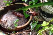 caracoles africanos