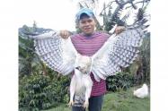 Águila Real de Montaña asesinada