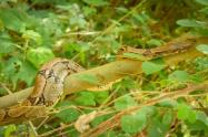 Boa Constrictor 