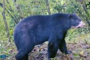 Oso de Anteojos