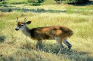 Venado