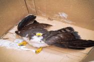Aguila