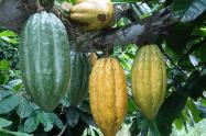 Cacao Huila
