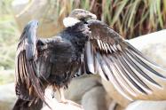 Condor de los andes 