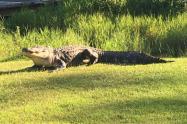Muere el cocodrilo más famoso del mundo