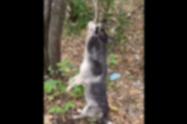 Crueldad Animal