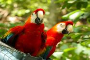 Guacamayas