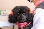 Vacunación canina 2021 en Ibagué 
