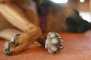 Perro asesinado Huila