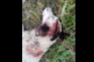 Maltrato Animal