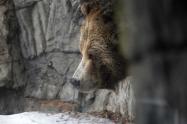 Oso Grizzly