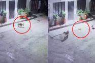 Perro ha matado a sus dos gatos 