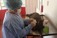 Esterilización de Mascotas 
