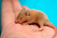 Ratón pequeño