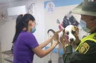 Maltrato a Perrita en Guaviare